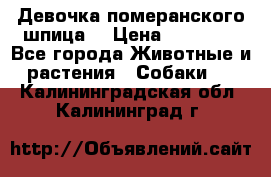 Девочка померанского шпица. › Цена ­ 40 000 - Все города Животные и растения » Собаки   . Калининградская обл.,Калининград г.